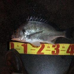 チニング絶好調！！