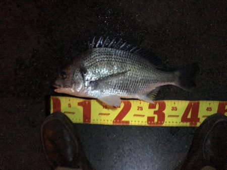 チニング絶好調！！