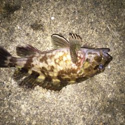 ヒイカはどこ？