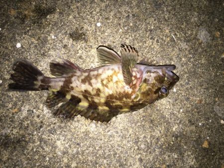 ヒイカはどこ？