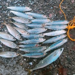 岩屋一文字でサビキ釣り