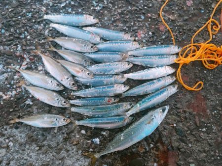 岩屋一文字でサビキ釣り