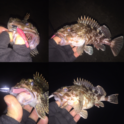 根魚ハントin湾奥