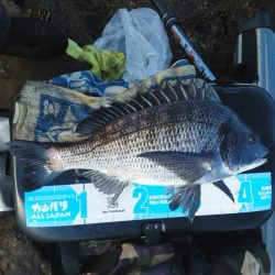 チヌが釣れ始めました・・・