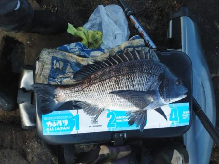 チヌが釣れ始めました・・・