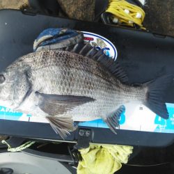 チヌ祭り始まりました・・・・