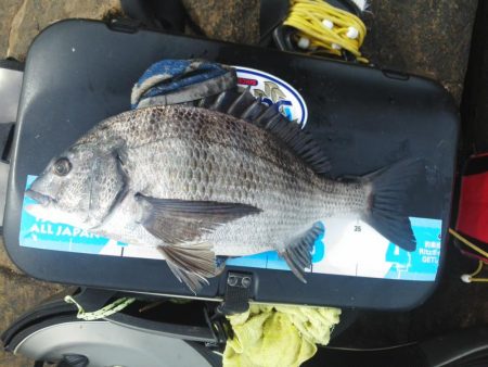 チヌ祭り始まりました・・・・