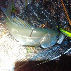 2018年初シーバス釣行