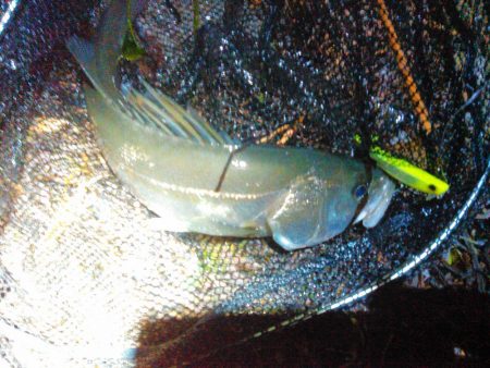 2018年初シーバス釣行