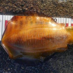 エギング　アオリイカ 京都の開幕時期　2017エギング春の投稿まとめ！