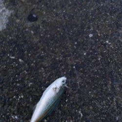 サビキからのアジング