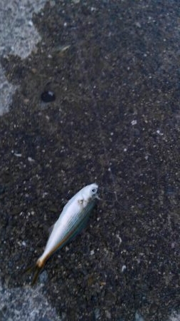 サビキからのアジング