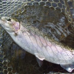 大安トラウトレイク 釣果