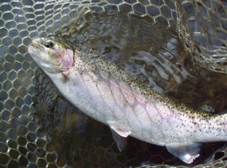 大安トラウトレイク 釣果