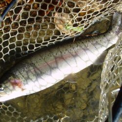 大安トラウトレイク 釣果
