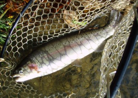 大安トラウトレイク 釣果