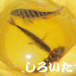 ２０１８年、初釣りは、かわいいアイツがやってきた・・・。