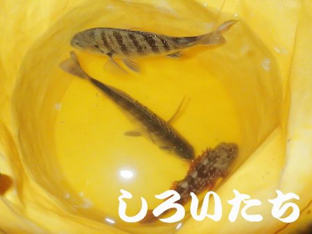 ２０１８年、初釣りは、かわいいアイツがやってきた・・・。