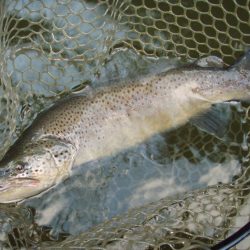 岡崎トラウトポンド釣果