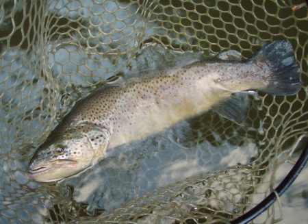 岡崎トラウトポンド釣果