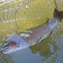 大安トラウトレイク 釣果