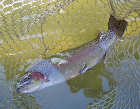 大安トラウトレイク 釣果