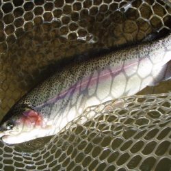 大安トラウトレイク 釣果