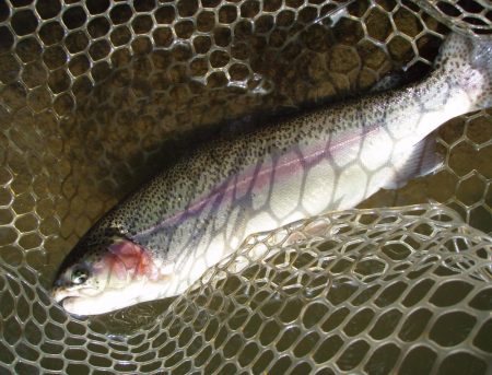 大安トラウトレイク 釣果