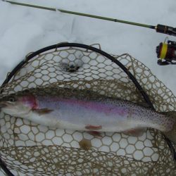 大安トラウトレイク 釣果