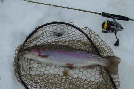 大安トラウトレイク 釣果