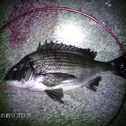 寒チヌ4枚ゲット！