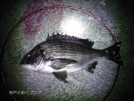 寒チヌ4枚ゲット！