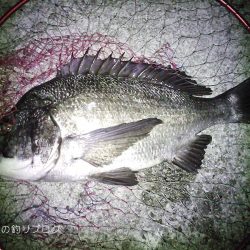 極寒のチヌ釣り