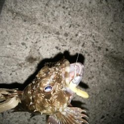 泉南へランガン～