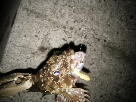 泉南へランガン～