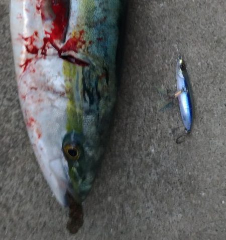 年始からええ事おこった