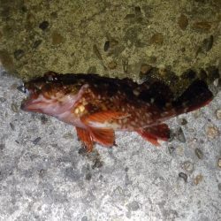 極寒メバリング