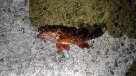 極寒メバリング