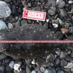 久能でシーバスとヒラメ、焼津港では太刀魚が釣れました