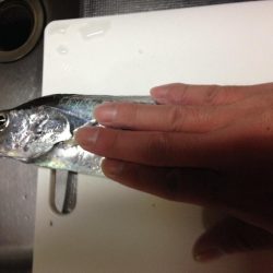 太刀魚とカサゴ