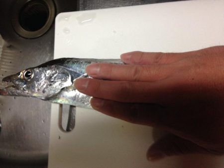 太刀魚とカサゴ