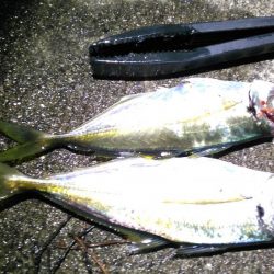 メバルを見つけれずにいると中アジが来襲。