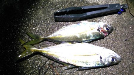 メバルを見つけれずにいると中アジが来襲。