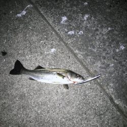 今年初シーバス