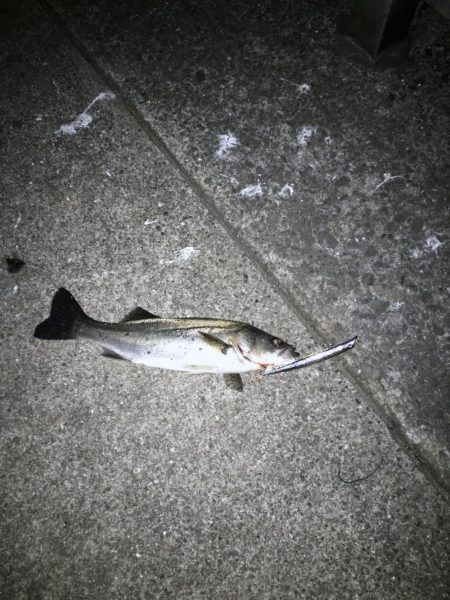 今年初シーバス