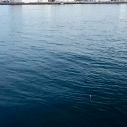 ◯やっとフィッシュオン