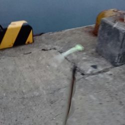 ⚫年明け湾奥タチウオ