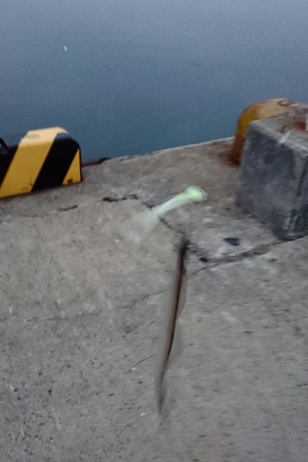 ⚫年明け湾奥タチウオ