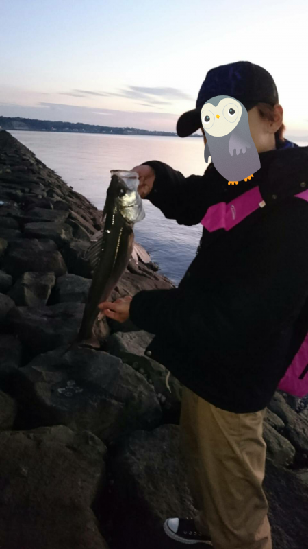 シーバスちゃん(*´ω`*)