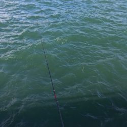 8時までは入れ食い